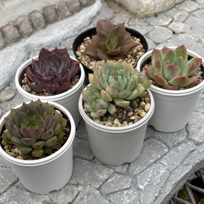 種類はおまかせ!多肉植物の苗セット(5種類アソート)