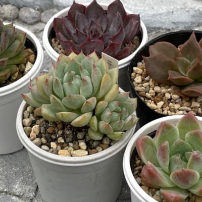 種類はおまかせ!多肉植物の苗セット(5種類アソート)