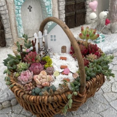 多肉BASE厳選!多肉植物の箱庭風【寄せ植え】1鉢