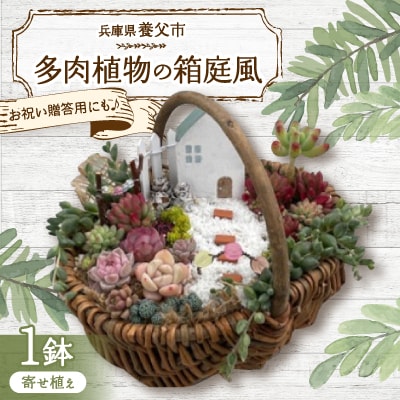 多肉BASE厳選!多肉植物の箱庭風【寄せ植え】1鉢