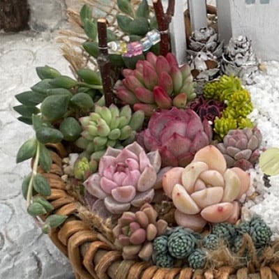 多肉BASE厳選!多肉植物の箱庭風【寄せ植え】1鉢