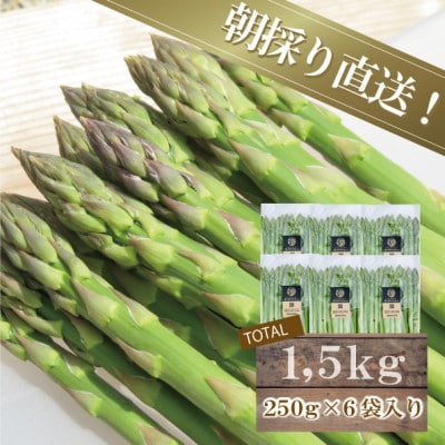 農家直送!南会津町産朝採り春アスパラ250g×6袋入り。(発送は4月中旬～5月中旬)