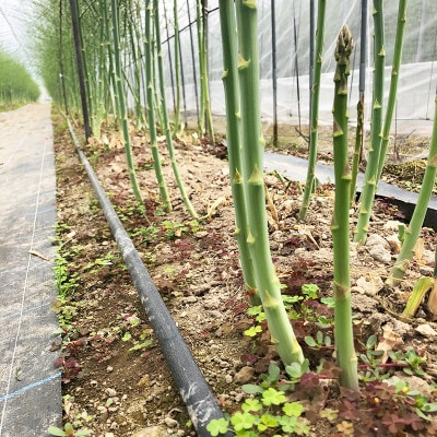 農家直送!南会津町産朝採り夏アスパラと手作りホワイトアスパラドレッシング!