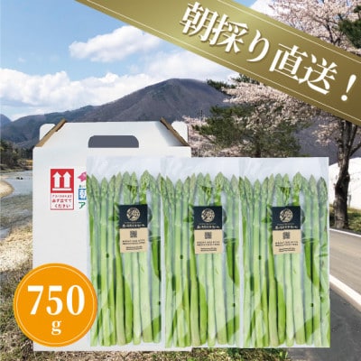 農家直送!南会津町産朝採り春アスパラ250g×3袋入り。(発送は4月中旬～5月中旬)