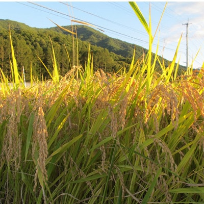 米と味噌さえあれば生きていける!南会津産ひとめぼれ5kgとあやこがね味噌1kgのセット