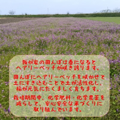 熊本県益城町産 単一原料米 令和7年産「ヒノヒカリ」10kg(5kg×2袋)