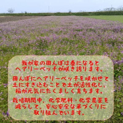 熊本県益城町産 単一原料米 令和7年産「ヒノヒカリ」5kg(5kg×1袋)
