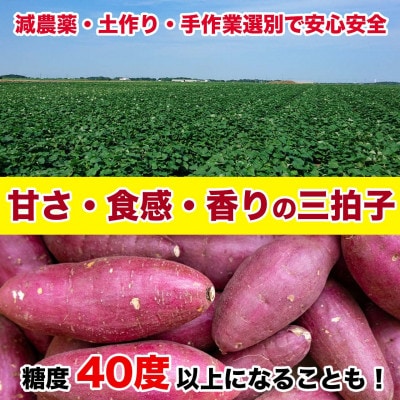 紅はるか さつまいも 約5kg(益城町)