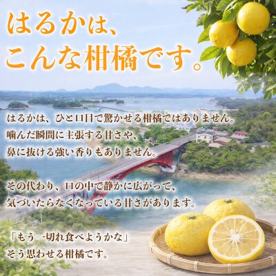 はるか みかん 訳あり 約4kg(益城町)