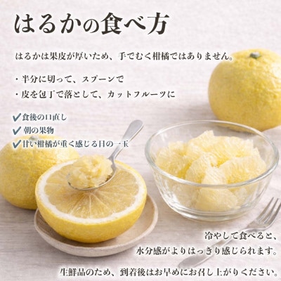 はるか みかん 訳あり 約8kg(益城町)