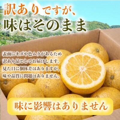 河内晩柑(ジューシーオレンジ)みかん 訳あり 約8kg(益城町)