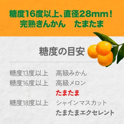 完熟きんかん たまたま 2kg