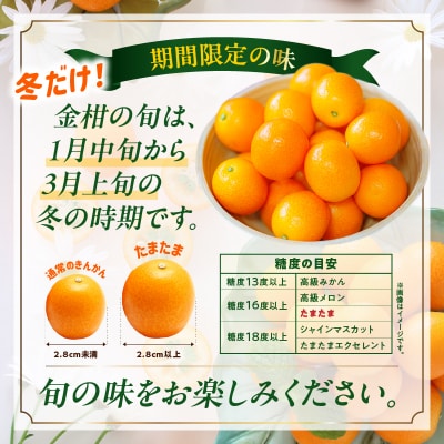 完熟きんかん たまたま 2kg