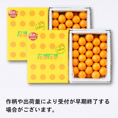 完熟きんかん たまたま 2kg