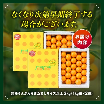 完熟きんかん たまたま 2kg