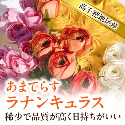 ラナンキュラス(2月限定)