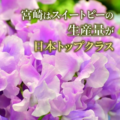 スイートピー(2月限定)