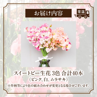 スイートピー(2月限定)