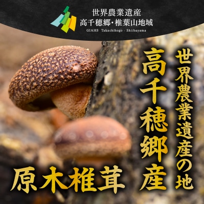 椎茸命茶