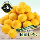 国産レモン約3kg(冷蔵便発送)※サイズはS玉～2L玉のいずれか、混載