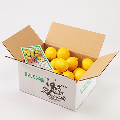 【6月出荷】青いレモンの島 国産レモン約3kg(冷蔵便発送)※サイズはS玉~2L玉のいずれか、混載