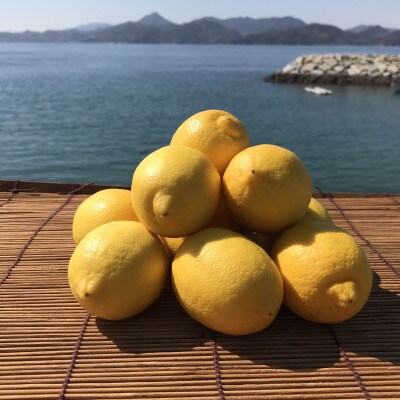 青いレモンの島　レモン約1kg【お試しセット】(冷蔵便発送)
