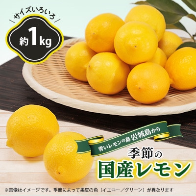 【6月出荷】青いレモンの島　レモン約1kg【お試しセット】(冷蔵便発送)