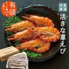 急速冷凍活きな車えび【有頭5～6尾(約170g)×2袋セット】