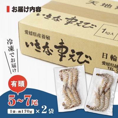 急速冷凍活きな車えび【有頭5～7尾(約170g)×2袋セット】