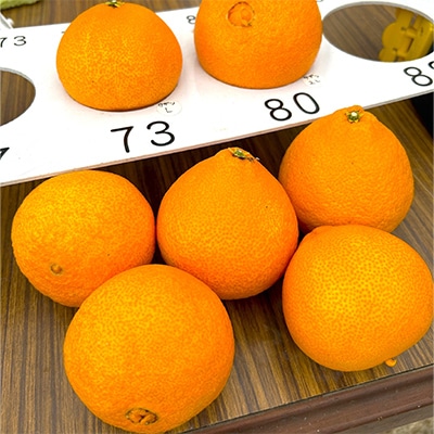 【2024年12月上旬～順次発送】【訳あり】シュガーファームのまどんな5kg