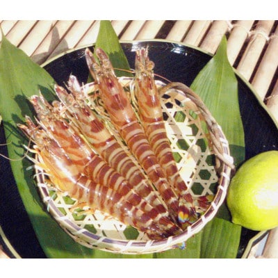愛媛県瀬戸内海産　いきな車えび 約300g(10～15尾)