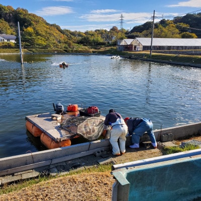 愛媛県瀬戸内海産　いきな車えび 約300g(10～15尾)