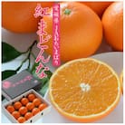 【先行受付】紅まどんな　化粧箱　3L～L　10～15玉　愛媛県　JAおちいまばり