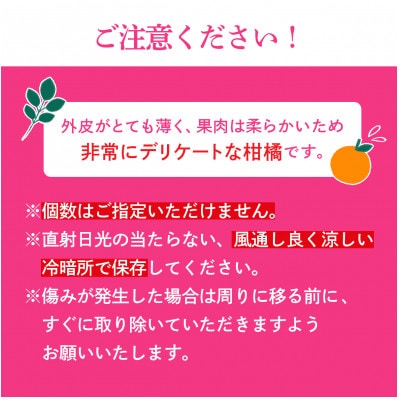 【先行受付】紅まどんな　化粧箱　3L～L　10～15玉　愛媛県　JAおちいまばり
