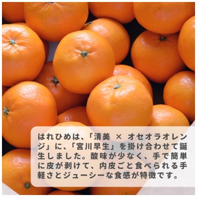 【先行受付】瀬戸の晴れ姫　2L～Sサイズ　4kg(25～60玉)　愛媛県　JAおちいまばり