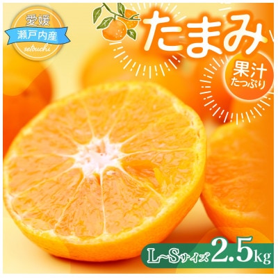 【先行受付】たまみ L~Sサイズ 2.5kg 愛媛県 JAおちいまばり