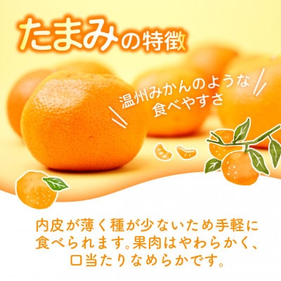 【先行受付】たまみ L~Sサイズ 2.5kg 愛媛県 JAおちいまばり