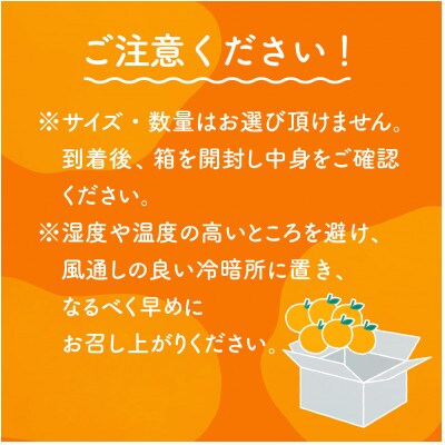 【先行受付】たまみ L~Sサイズ 2.5kg 愛媛県 JAおちいまばり