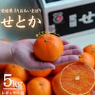 【先行受付】せとか　レギュラー箱　5kg　愛媛県JAおちいまばり