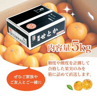 【先行受付】せとか　レギュラー箱　5kg　愛媛県JAおちいまばり