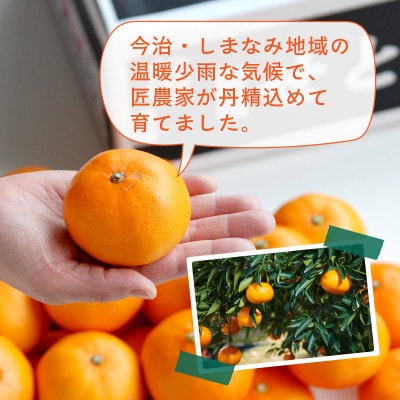 【先行受付】せとか　レギュラー箱　5kg　愛媛県JAおちいまばり