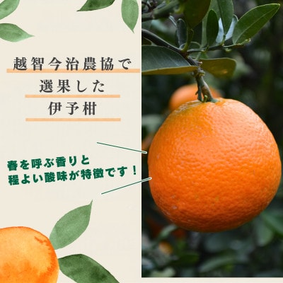 愛媛県産伊予柑 10kg　2L～L