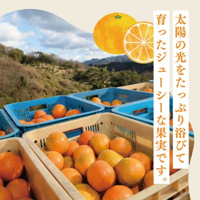 愛媛県産伊予柑 10kg　2L～L