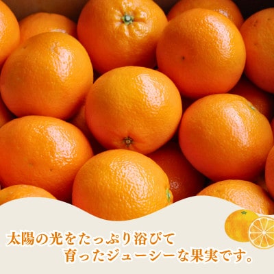 愛媛県産伊予柑 10kg　2L～L