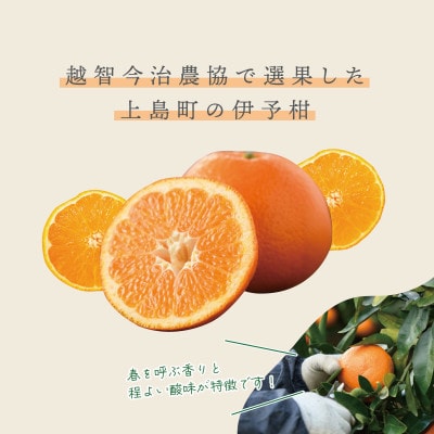 愛媛県産伊予柑 10kg　2L～L