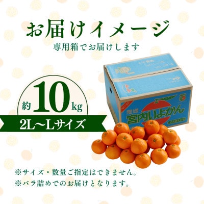愛媛県産伊予柑 10kg　2L～L