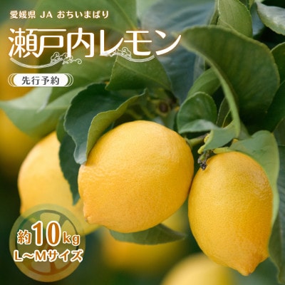 【先行予約】瀬戸内レモン10kg　M～L　JA選果品