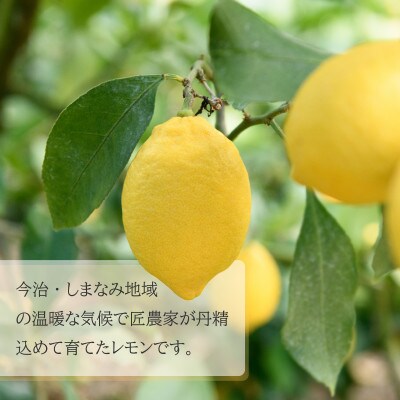 【先行予約】瀬戸内レモン10kg　M～L　JA選果品