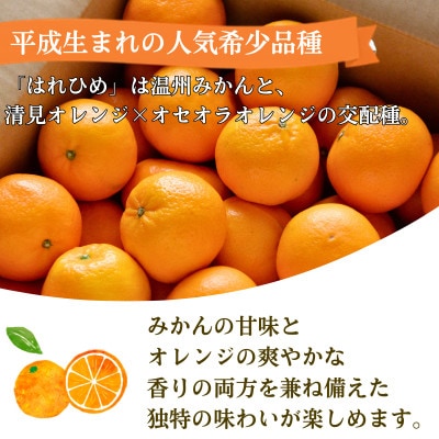 はれひめ4kg