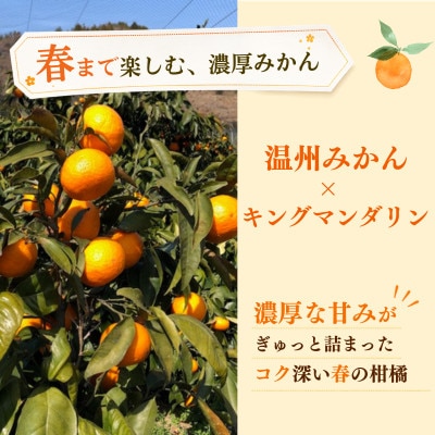 カラマンダリン5kg　愛媛県産